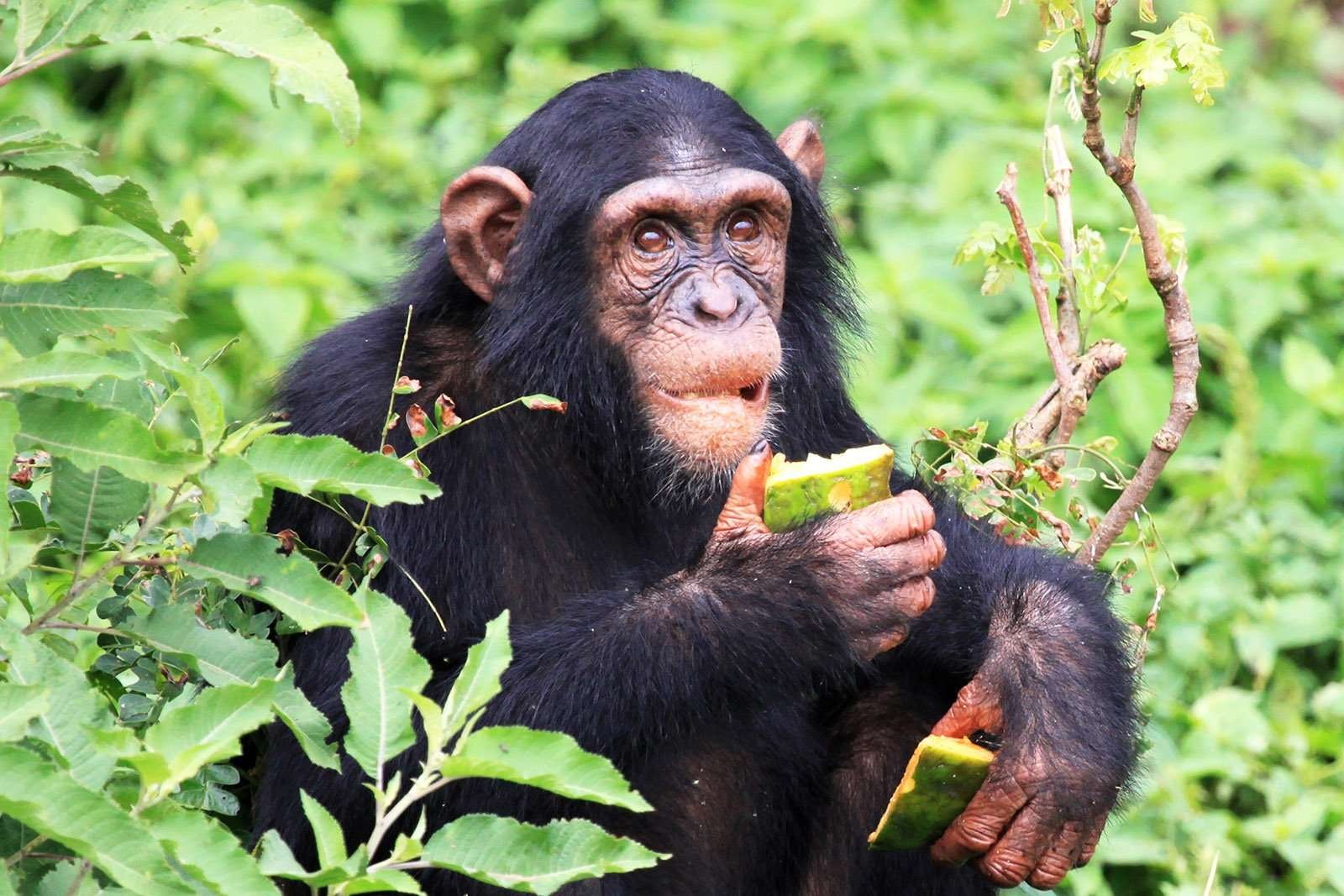chimpanzeeugandab